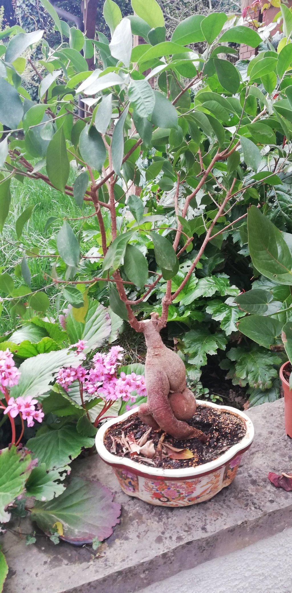 LA LEGGENDA DEL BONSAI GIGANTE: Ho liberato le piante d’appartamento detenute ingiustamente. Il bonsai costretto alla deformità e al nanismo, come i piedi delle antiche giapponesi, ora potrà respirare a volontà. Sono convinta che la  loro linfa farà del suo meglio. Dubito invece nella consapevolezza dell’uomo che farà, come al solito, del suo&nbsp;peggio