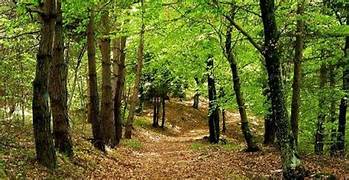 Alberi, ognuno dovrebbe avere il suo. Lo dice la legge. Ma dov’è quello che porta il mio&nbsp;nome?