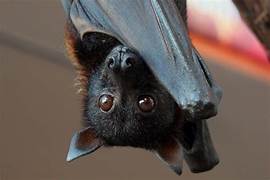 Animali meravigliosi. I pipistrelli, utili predatori di zanzare, fanno parte della&nbsp;famiglia
