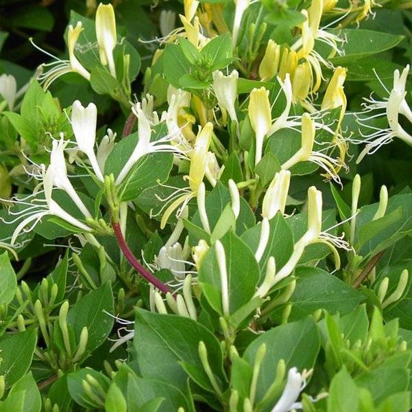 Il profumo dei&nbsp;ricordi