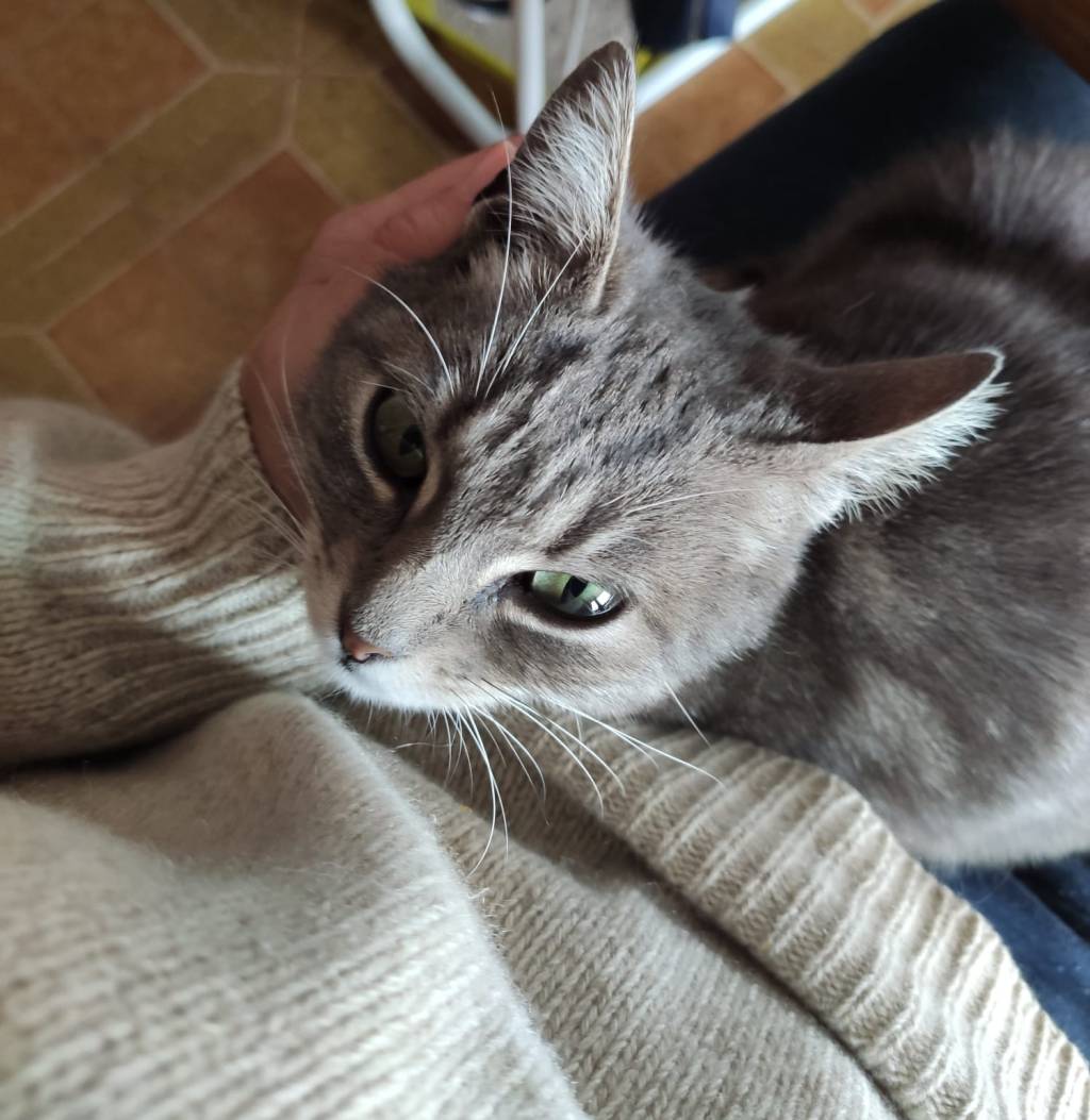 ASSOCIAZIONE COLONIE FELINE NO PROFIT A PESCHIERA DEL&nbsp;GARDA