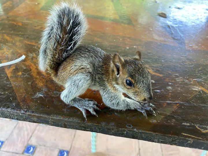 Lo scoiattolo 6. Lina nello spazio galattico con&nbsp;Nutsy