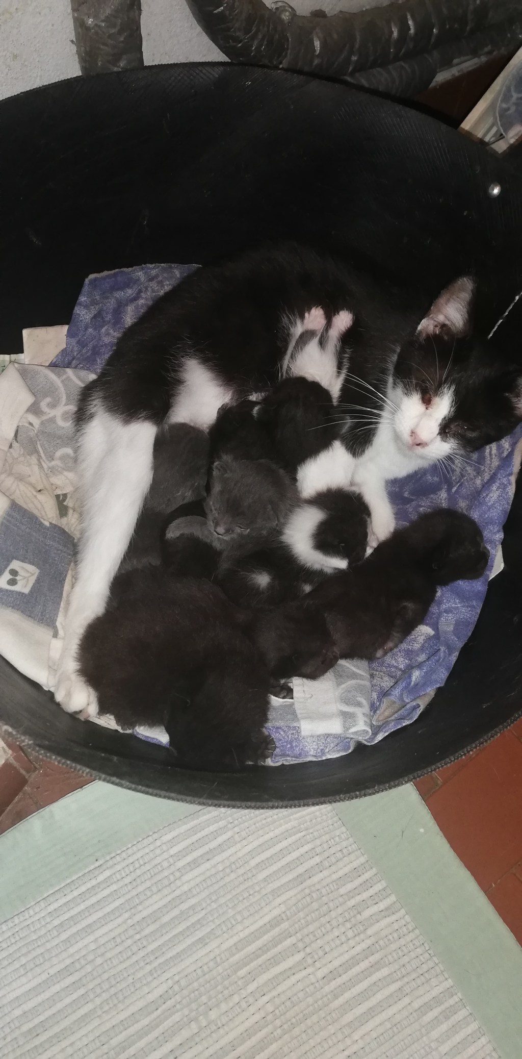 Non so più che pesci, pardon, gatti pigliare! Quando per necessità le leggi della fisica vengono disattese si scoprono nuove&nbsp;abilità