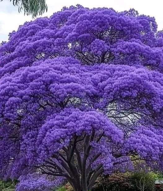 Jacaranda, una leggenda in&nbsp;viola