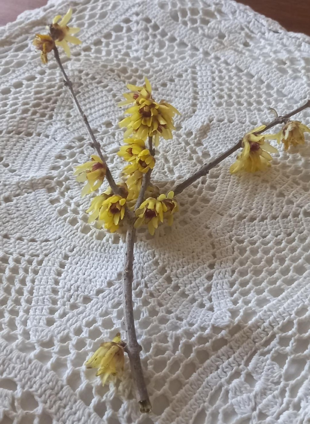 Calicantus, il fiore d’inverno che scalda il&nbsp;cuore