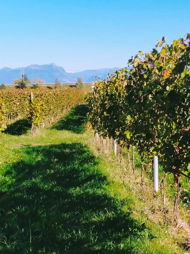 Il “sugolo” col profumo d’ autunno riporta ricordi di famiglia e tradizioni&nbsp;antiche