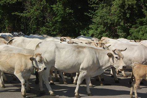 La grande transumanza. I politici come vacche al pascolo guidate da un cattivo pastore, si muovono in qualsiasi direzione pur di cibarsi dei privilegi della casta.  L’elettorato basito non ha possibilità di scelta. In futuro difendiamo meglio i nostri&nbsp;territori