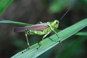 Niente insetti nel nostro&nbsp;piatto