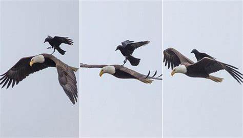 Astensionismo, lasciamo cadere la zavorra dei “Peggiori” come l’Aquila fa con il corvo, in una bellissima leggenda metropolitana. Voliamo in alto e scarichiamo i servi sciocchi di poteri così deboli, che sono capaci di governare solo in stato di&nbsp;emergenza