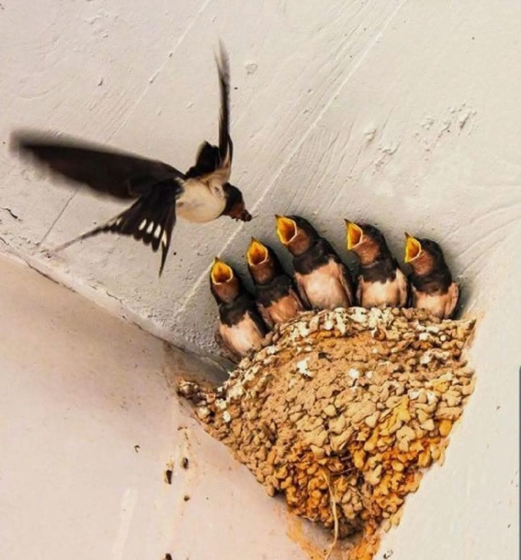 “Rondene e Paraboliche” – Rondini e&nbsp;Paraboliche