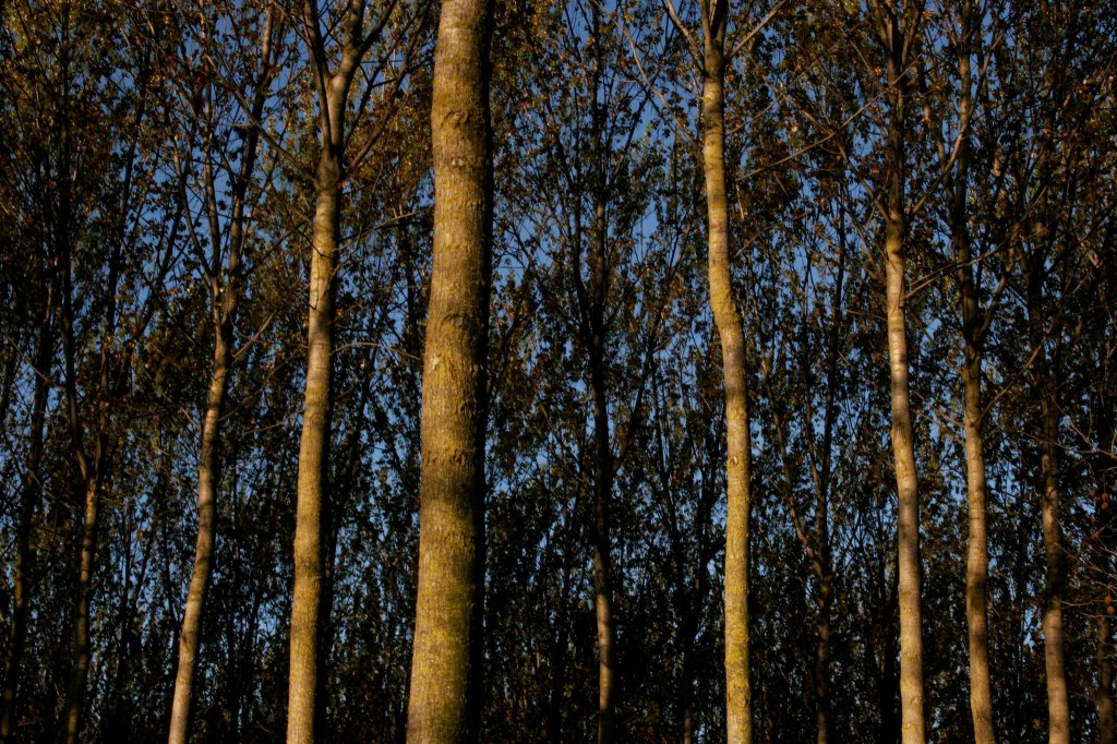 FOTOGRAFIE E VERSI PER RACCONTARE GLI ALBERI
Un tuffo nella natura. A tu per tu con gli alberi, attraverso parole e immagini poetiche. 26 settembre a Bozzolo&nbsp;(MN)