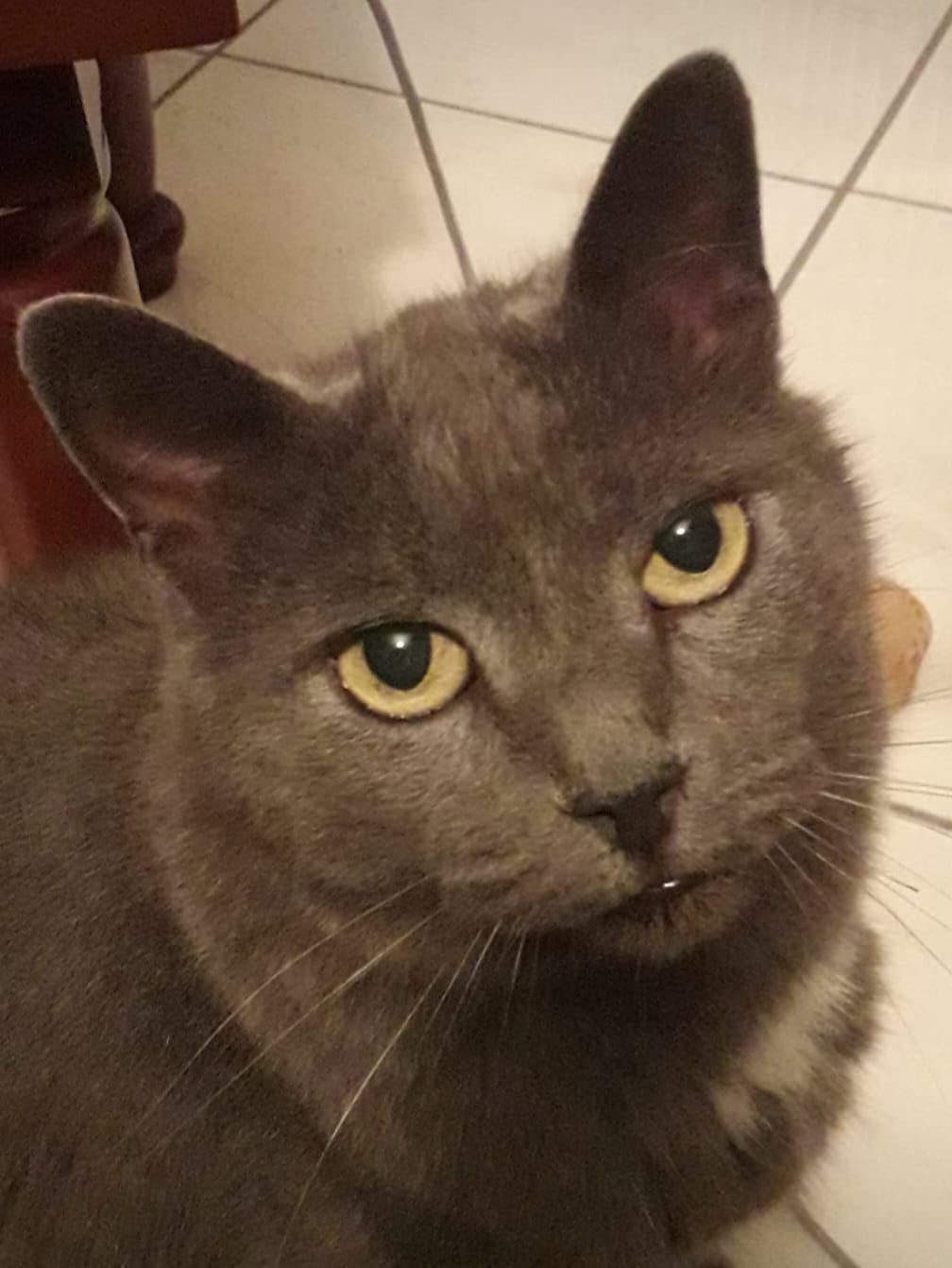 Ciao Flipper! 
Ode a un sardo della&nbsp;Valtellina