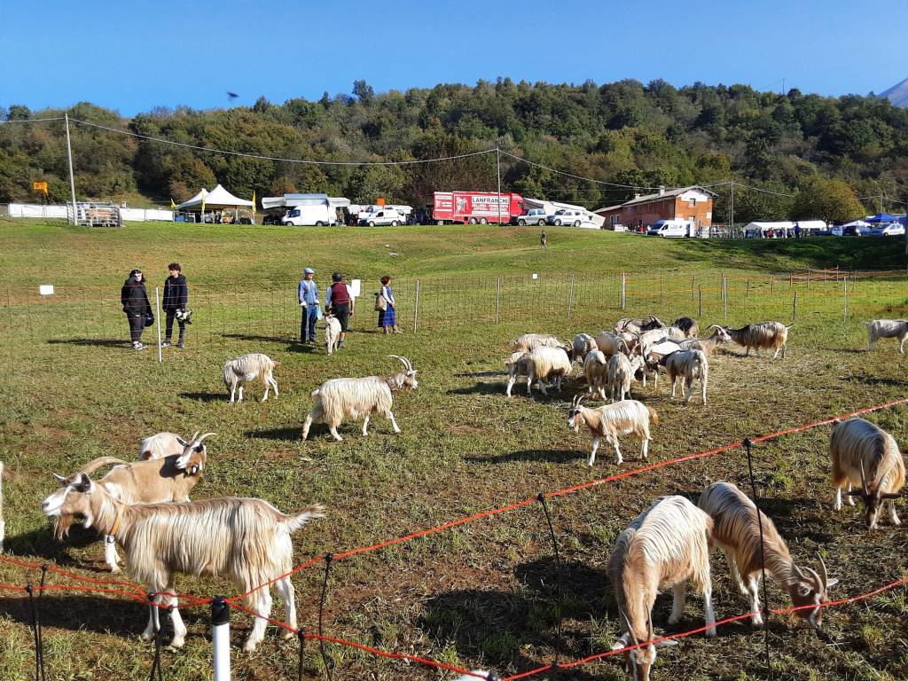 Vivere nella natura del monte Baldo tra capre e cani, lontano dal caos cittadino: la storia di Elena ed&nbsp;Abramo